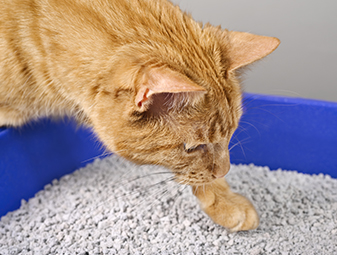 Behind the Technology: How We Achieve 99.9% Dust-Free Cat Litter