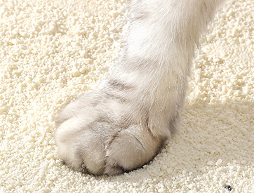 Starch Processing